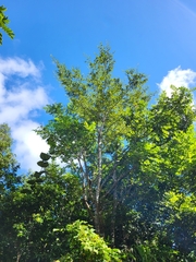 Terminalia tetraphylla