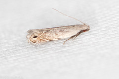 Battaristis nigratomella