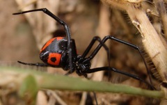 Latrodectus corallinus