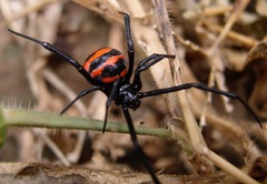 Latrodectus corallinus