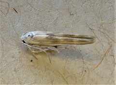 Stathmopoda horticola