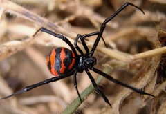 Latrodectus corallinus
