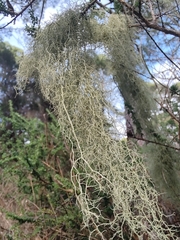 Usnea articulata