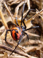 Latrodectus corallinus