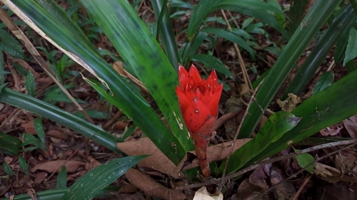 Canistrum aurantiacum, photograph 6