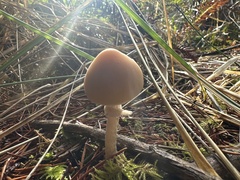Psathyrella longistriata