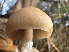 Psathyrella longistriata