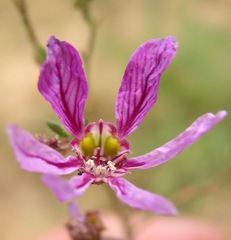 Lythraceae