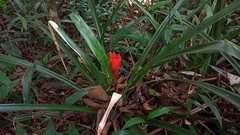 Canistrum aurantiacum