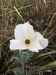 Argemone platyceras