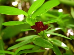 Maxillaria dichaeoides