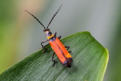 Chauliognathus atricornis