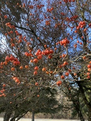 Crataegus mexicana