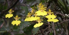 Oncidium