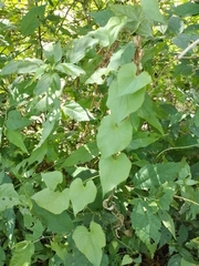 Aristolochiaceae