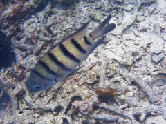 Abudefduf bengalensis