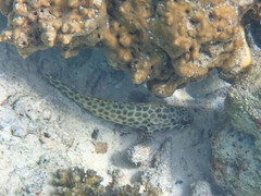 Epinephelus quoyanus