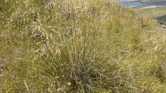 Chionochloa rigida rigida