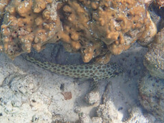 Epinephelus quoyanus
