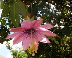 Passiflora pinnatistipula