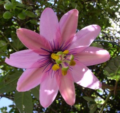 Passiflora pinnatistipula