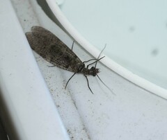 Archichauliodes diversus