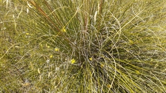 Chionochloa rigida rigida