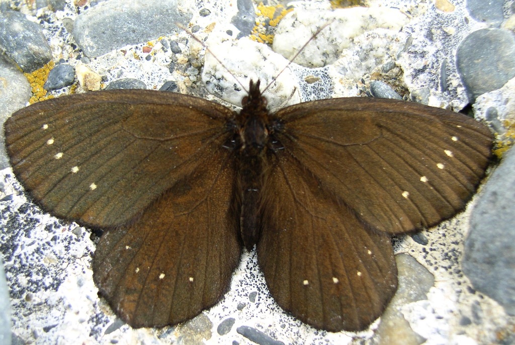 Antopedaliodes albopunctata