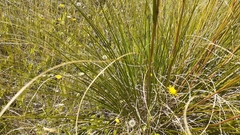 Chionochloa rigida rigida