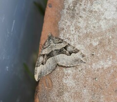 Xanthorhoe semifissata