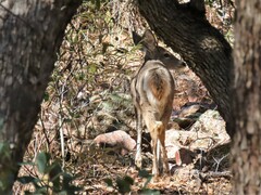 Odocoileus virginianus couesi