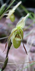 Phragmipedium caricinum