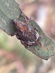 Oxyops fasciatus