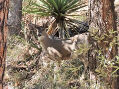 Odocoileus virginianus couesi