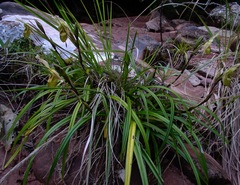Phragmipedium caricinum
