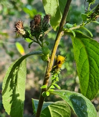 Pentanema squarrosum