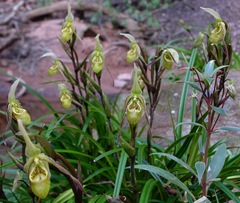 Phragmipedium caricinum