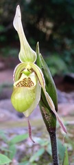 Phragmipedium caricinum