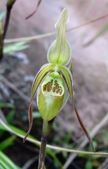 Phragmipedium caricinum