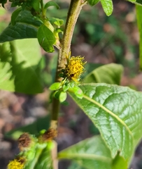 Pentanema squarrosum