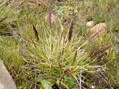 Agrostis breviculmis