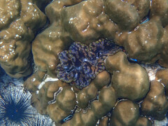 Tridacna crocea