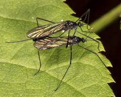 Gnophomyia tristissima