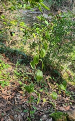 Pentanema squarrosum