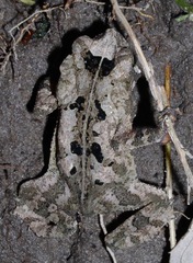 Rhinella margaritifera