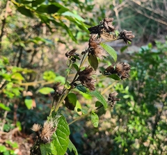 Pentanema squarrosum