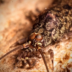 Pedetontus
