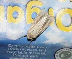 Ichneutica semivittata