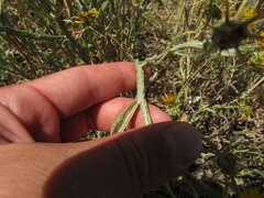 Centaurea solstitialis