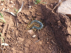 Ethmostigmus rubripes